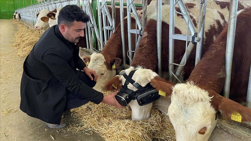 Turecké krávy nosí brýle na virtuální realitu