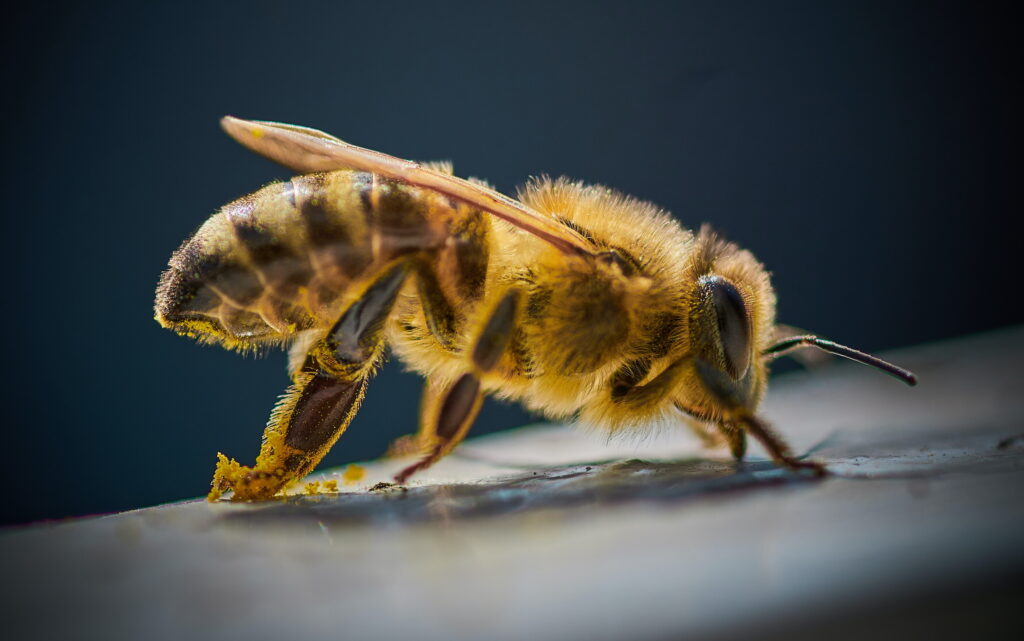 Včela, včely